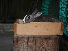 ウサギ1の画像