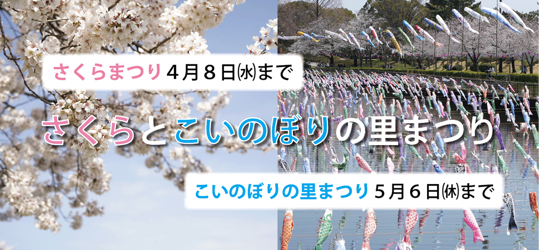さくらとこいのぼりの里まつりの写真の画像