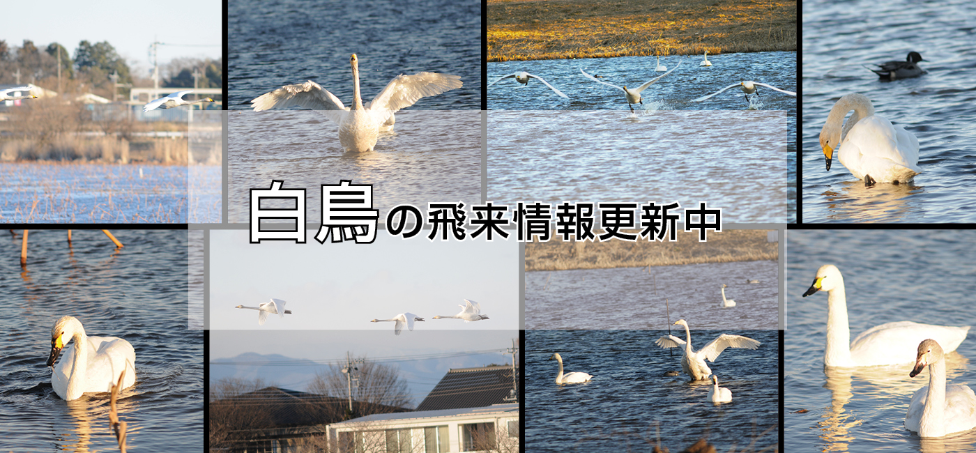 白鳥の飛来情報更新中のページ画像の画像