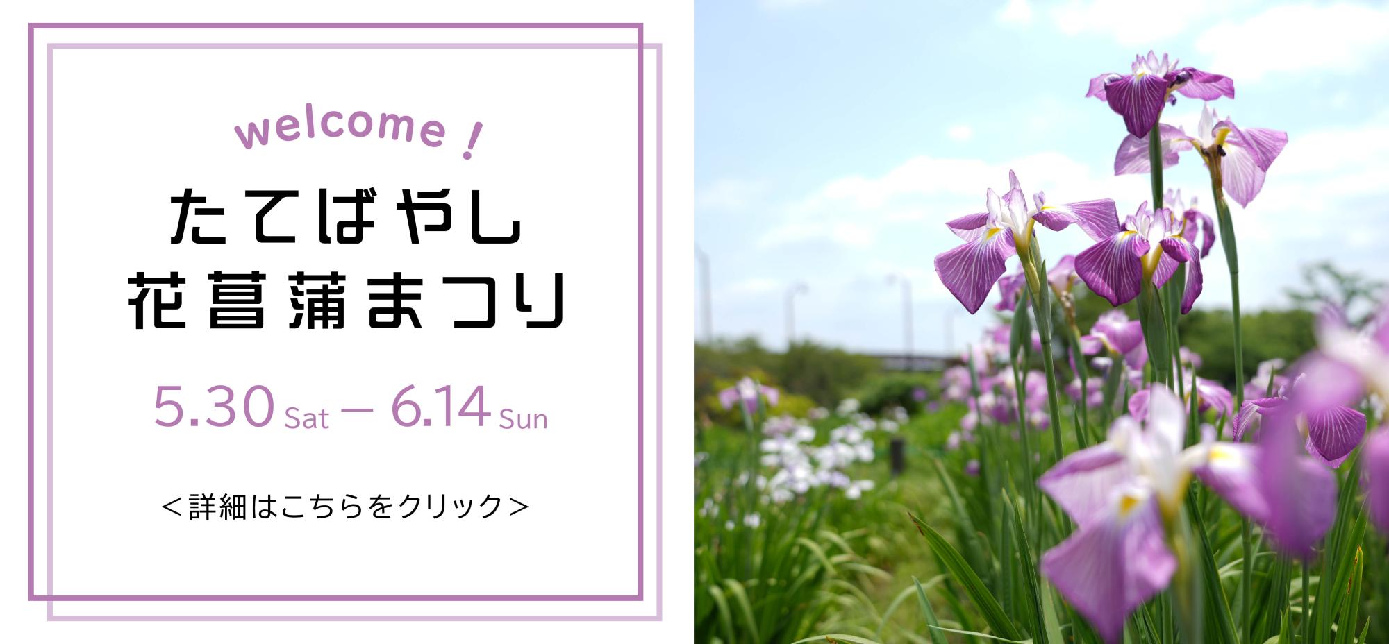 令和8年度花菖蒲まつりの画像