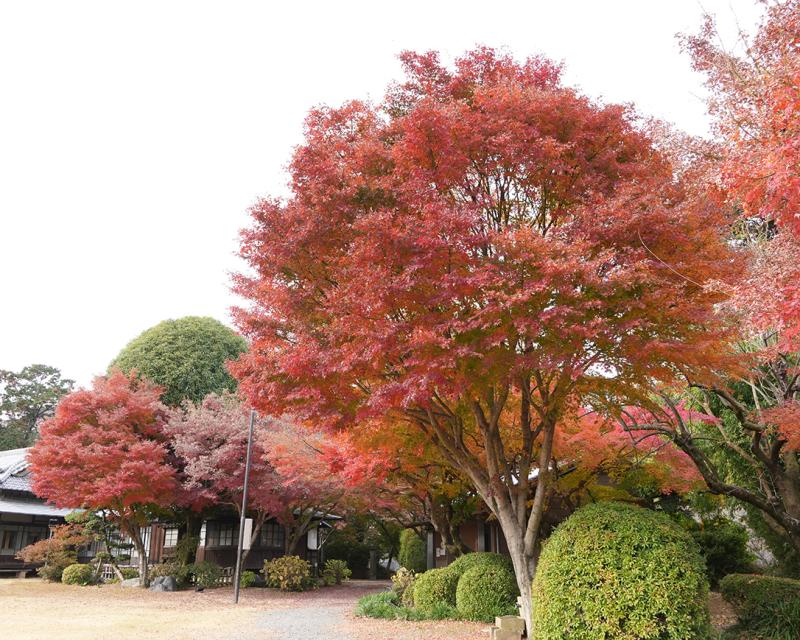 紅葉の写真