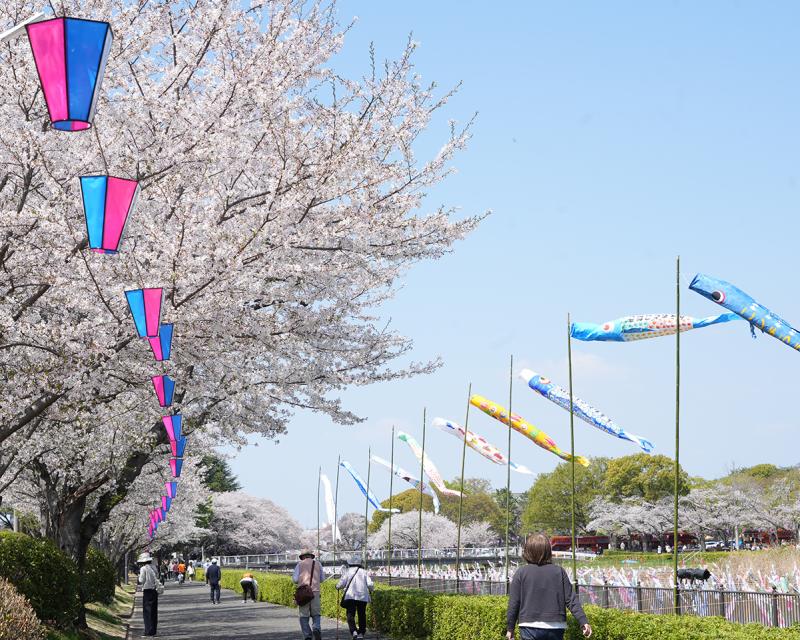 桜とこいのぼりの写真