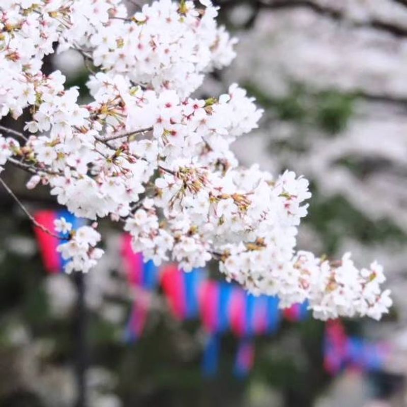 桜の写真