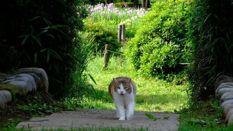 秋元別邸と猫