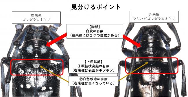 ツヤハダゴマダラカミキリの見分け方
