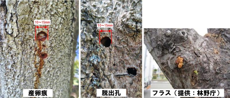 参考（脱出孔、産卵痕、フラス）