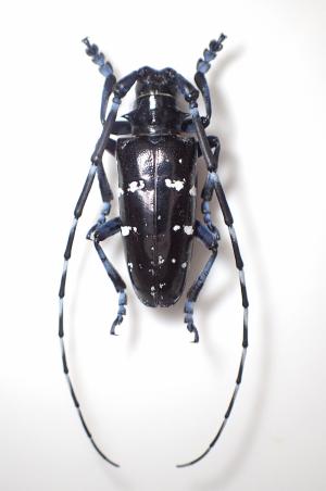 ツヤハダゴマダラカミキリの成虫