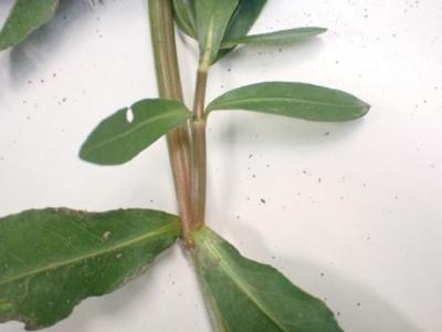 ナガエツルノゲイトウ(葉が対に展開)