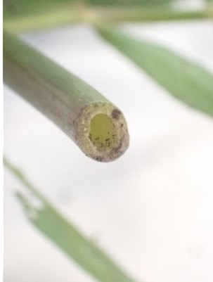 ナガエツルノゲイトウ(茎断面)