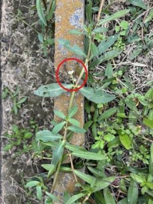 ナガエツルノゲイトウ(発見個体)(拡大)