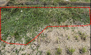 ナガエツルノゲイトウ(発見個体)(赤破線枠内)
