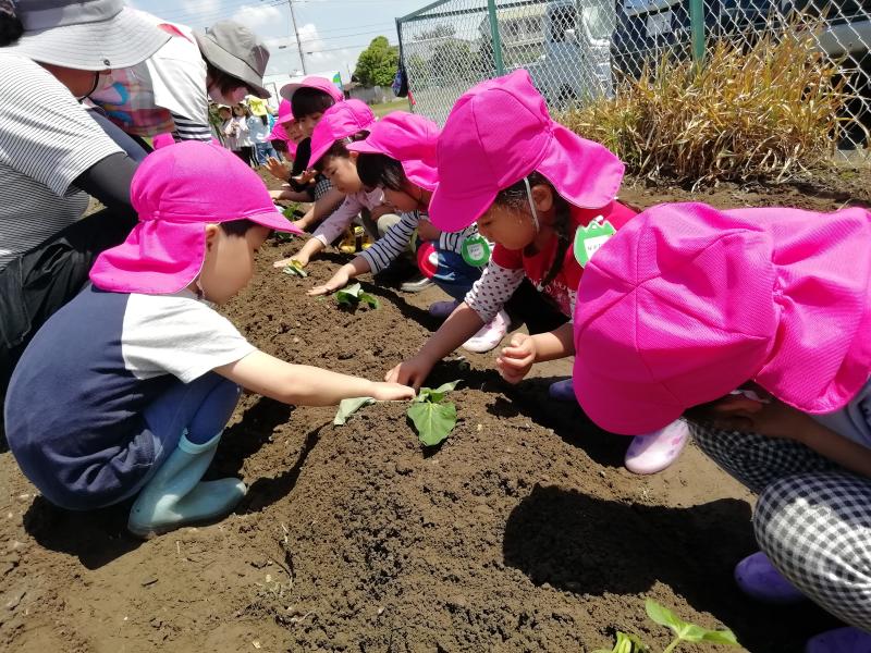 サツマイモ苗植え