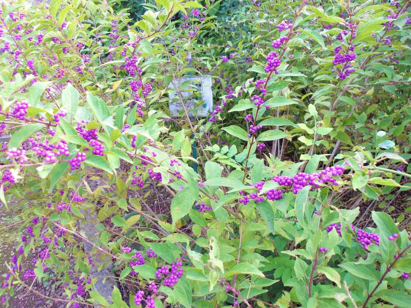 ムラサキシキブの実