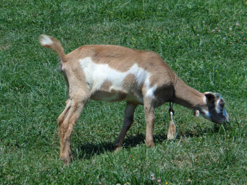 中央公園のやぎ（サン）の画像