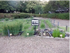 花菖蒲見本園