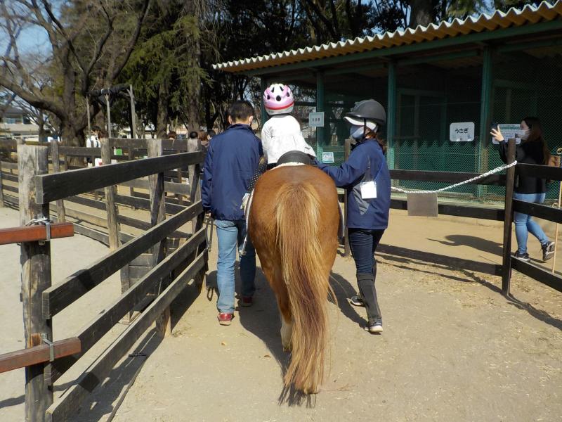 ポニーの乗馬体験