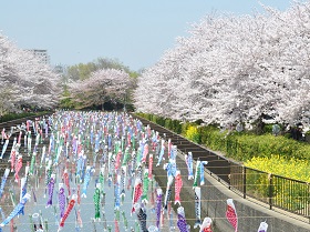 サクラと鯉のぼりの画像