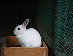 ウサギ2の画像