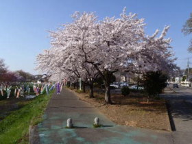茂林寺公園の桜の画像