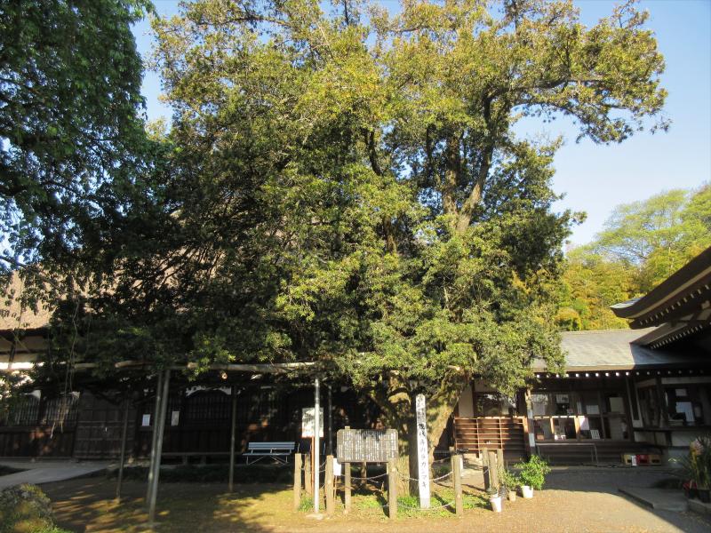 茂林寺のラカンマキ