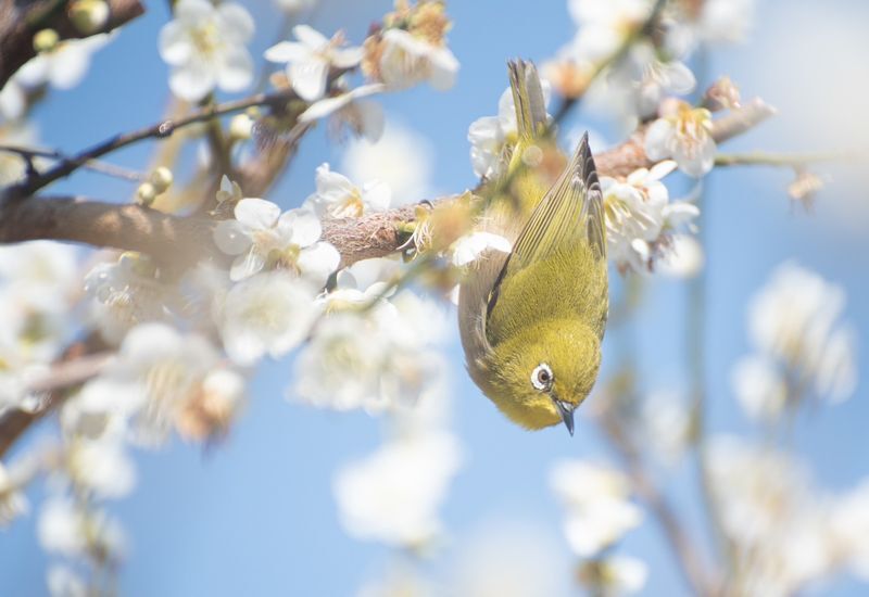 花とうぐいす