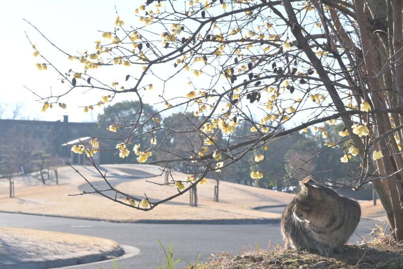 猫の写真