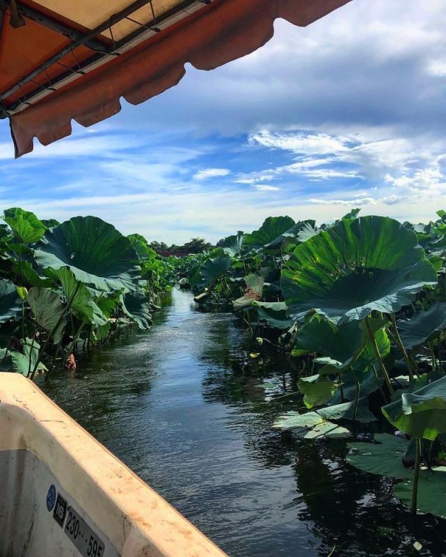 花ハスクルーズの写真