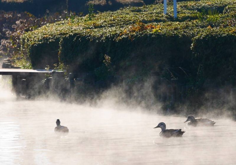 カルガモの写真