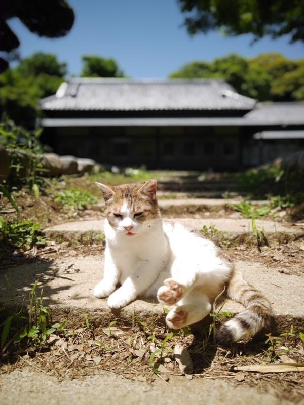 秋元別邸と猫
