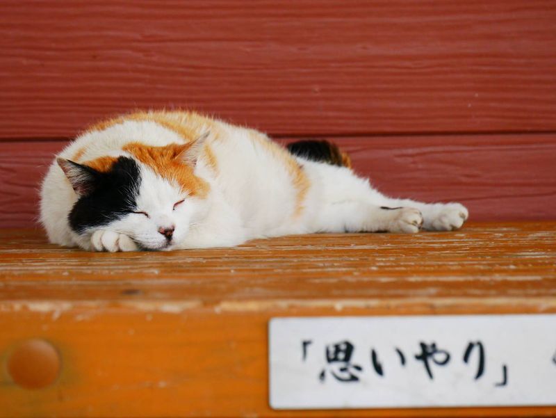 眠る三毛猫