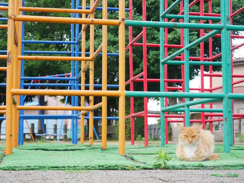 ジャングルジムと猫
