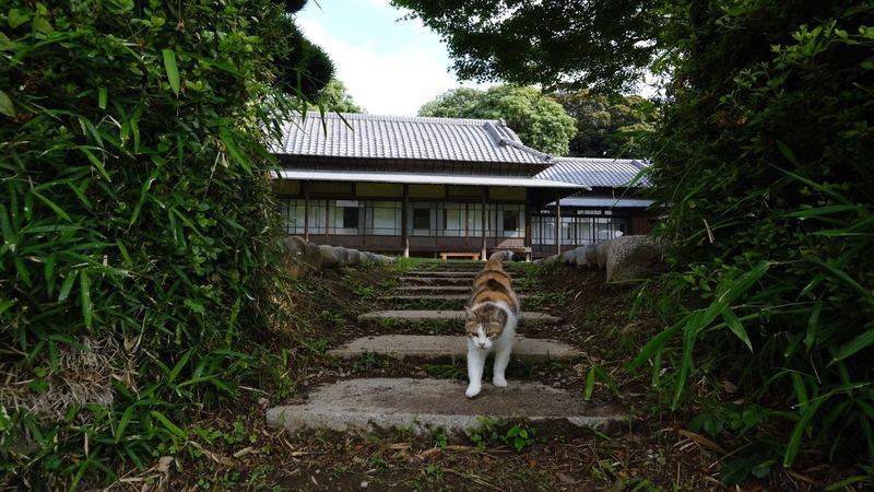 秋元別邸と猫