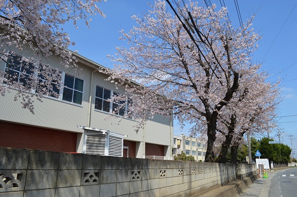 館林市立第三中学校の桜