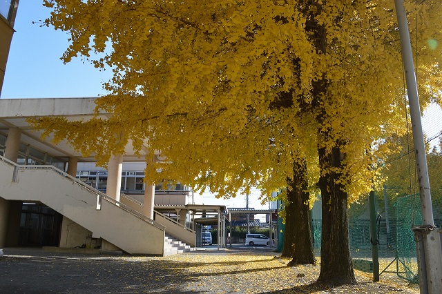 館林市立第三中学校の銀杏の木