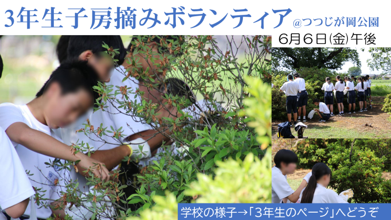 子房摘みの画像