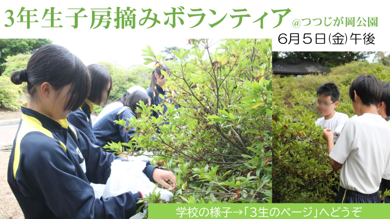 子房摘みの画像