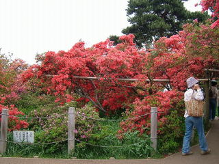 つつじが岡公園3