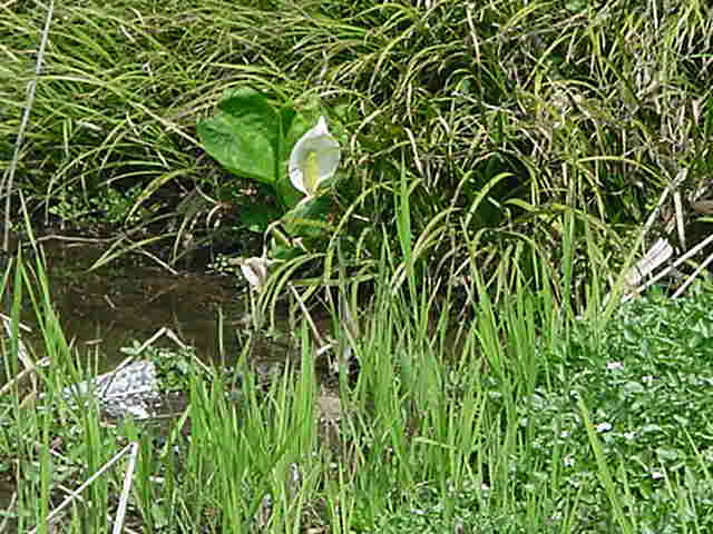 水芭蕉