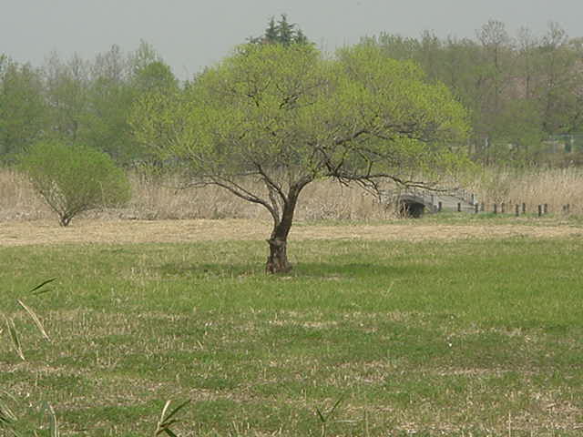 草原の中に立つ一本の木