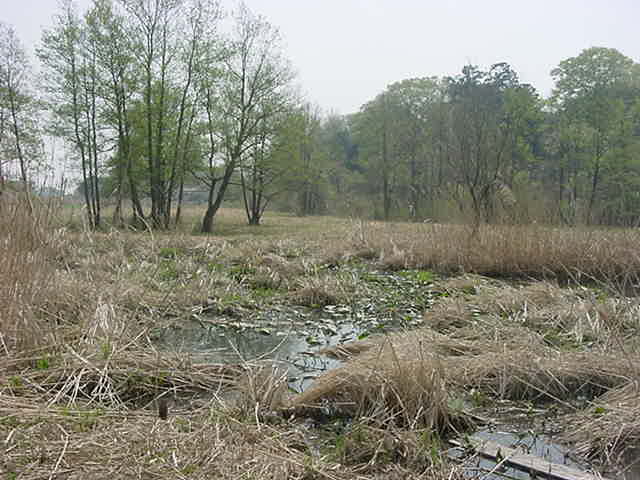 茂林寺沼湿原2