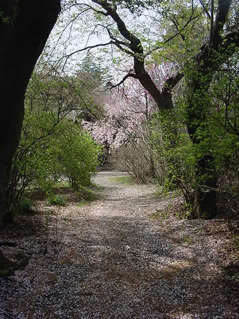 茂林寺に出る森の小道