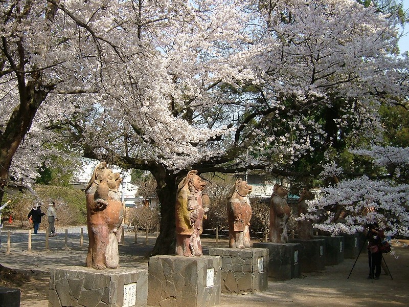 桜とタヌキ像