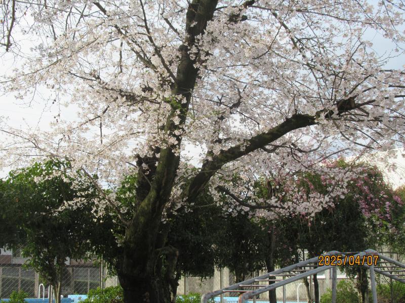 入学式の画像
