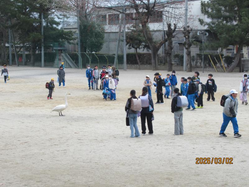 白鳥飛来の画像