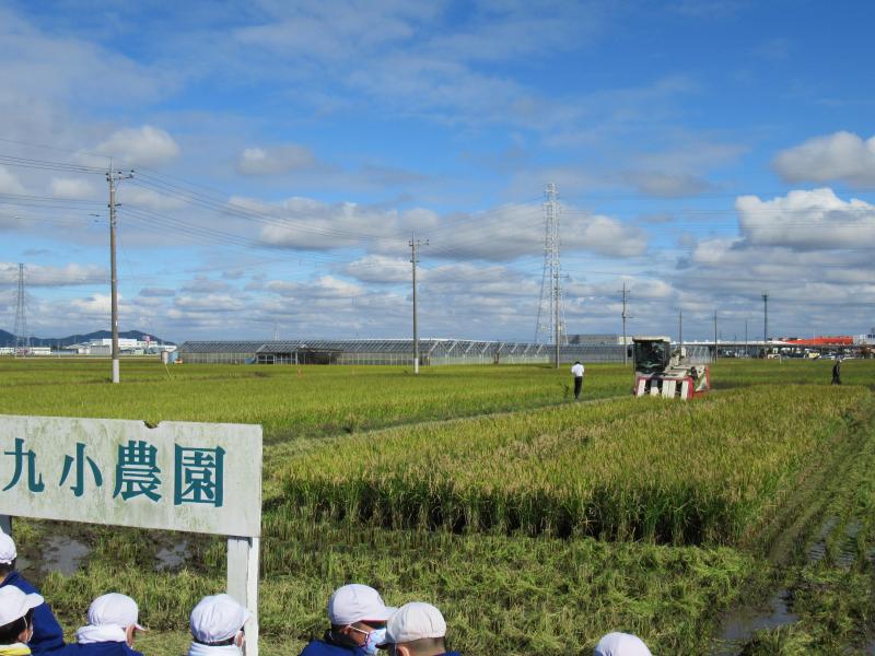 第九小学校のたんぼ