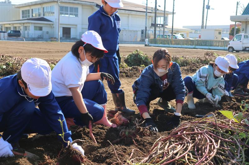 さつまいも堀りをする児童たち