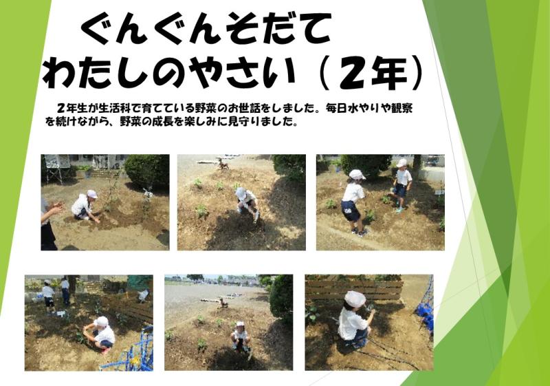 ぐんぐんそだて わたしのやさい（2年）