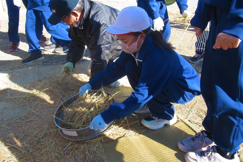 脱穀作業をする児童