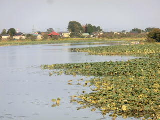 城沼の画像2