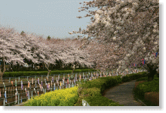 川沿いの桜が咲いている様子